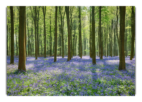 Mystisches Waldland mit Glockenblumen