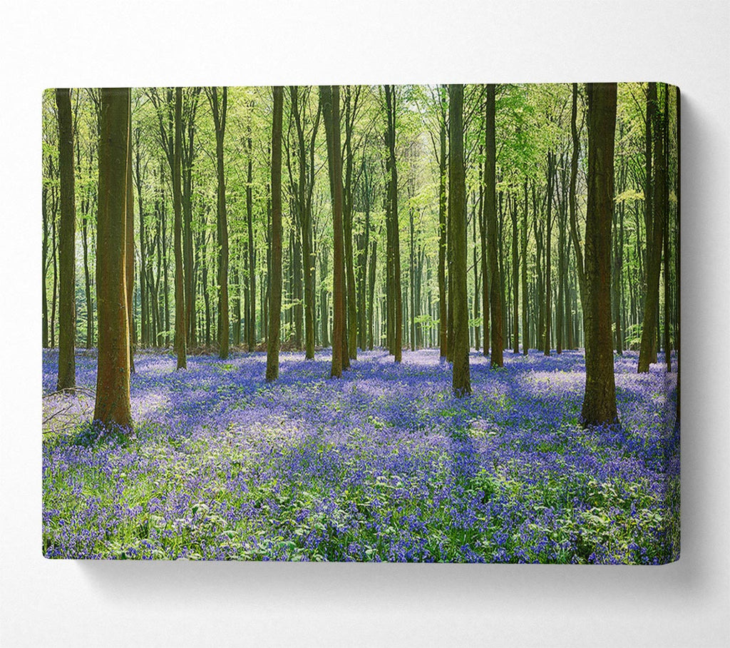 Picture of Mystical Bluebell Woodland Canvas Print Wall Art