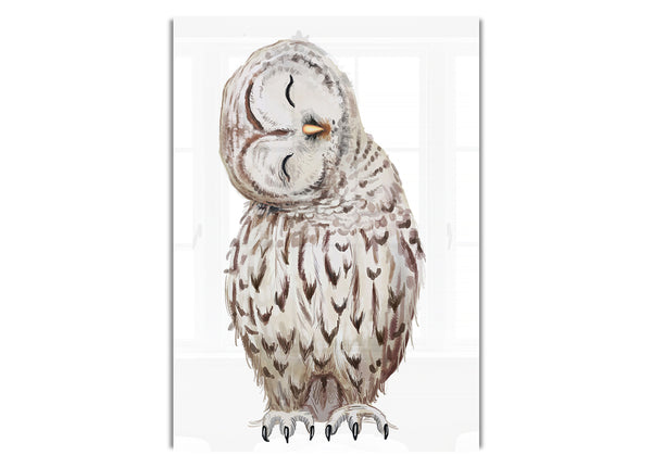 Owl Feathers