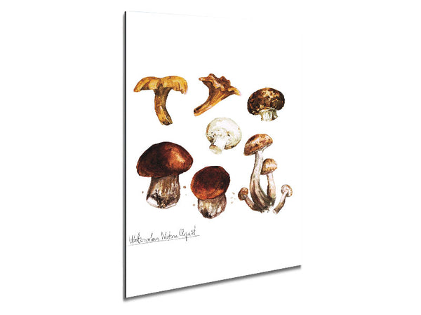 Different Types Of Mushrooms