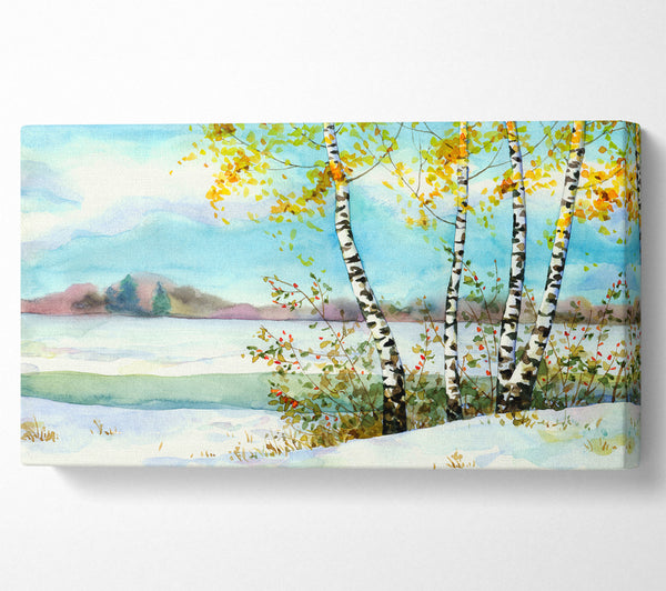 Silver Birch Winter