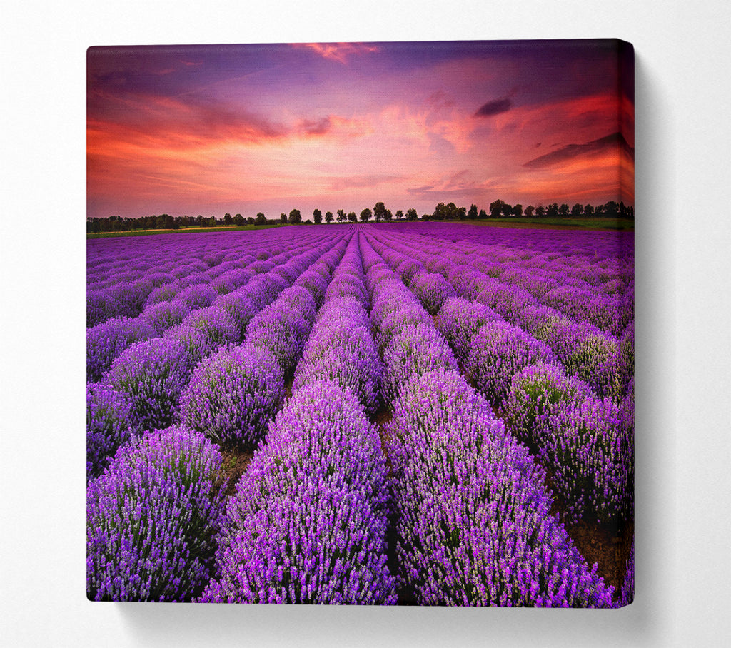 A Square Canvas Print Showing Lavender Fields Square Wall Art