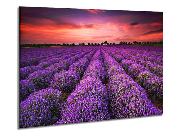 Lavender Fields Metal Print