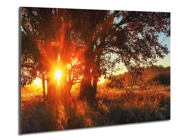 Red Sun Burst Tree Metal Print