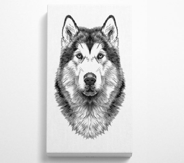 Husky Wolf