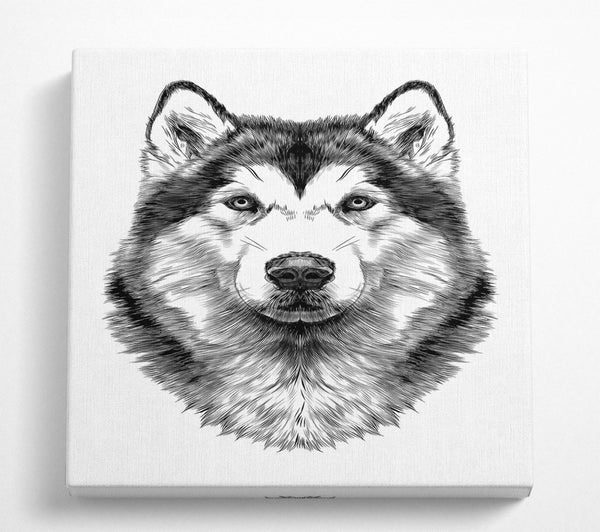 A Square Canvas Print Showing Husky Wolf Square Wall Art