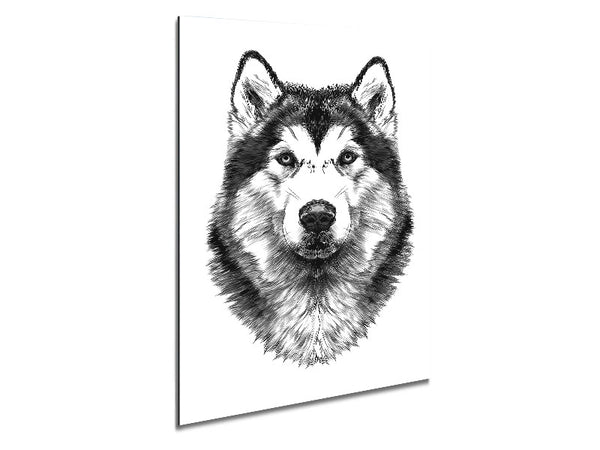 Husky-Wolf