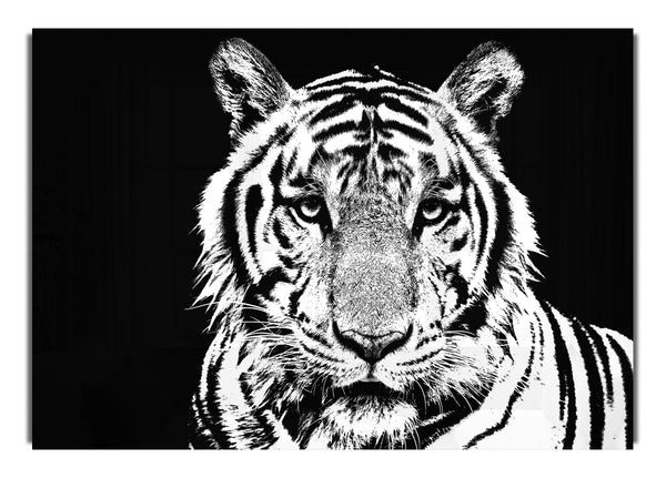 Atemberaubendes Tigergesicht