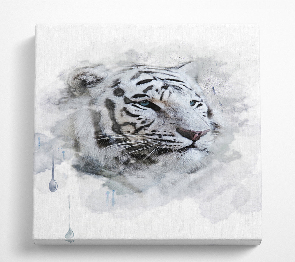 A Square Canvas Print Showing White Tiger Blue Eyes Square Wall Art