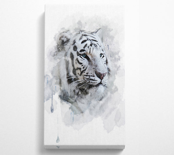 Weißer Tiger mit blauen Augen