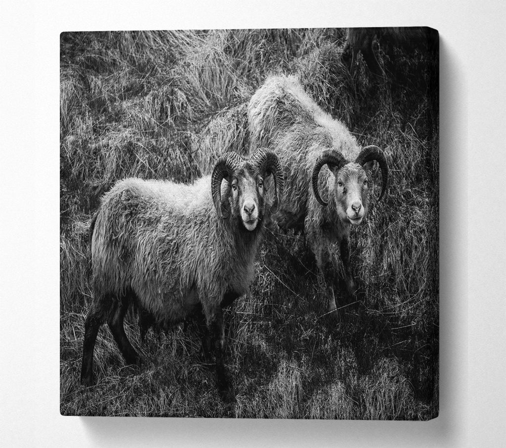 A Square Canvas Print Showing Ram Duo Square Wall Art