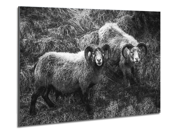Ram Duo Metal Print