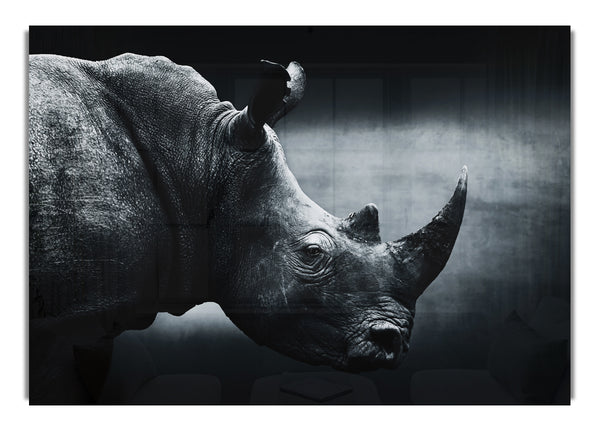 Nashorn Schönheit