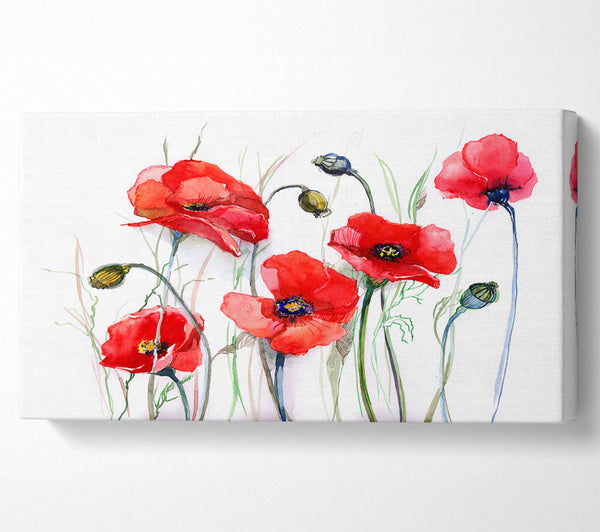 Mohn-Zauberhimmel