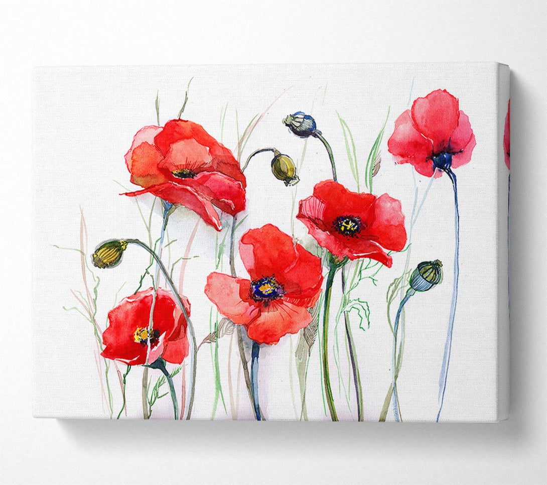 Picture of Poppy Magic Skies Canvas Print Wall Art