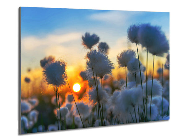 Wattestäbchen im Sonnenuntergang