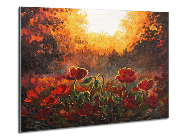 Mohnblumen finden die Sonne