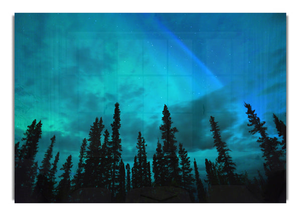 Lappland Waldbäume