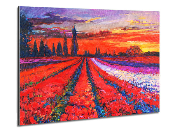 Red Tulip Field Sunset Metal Print