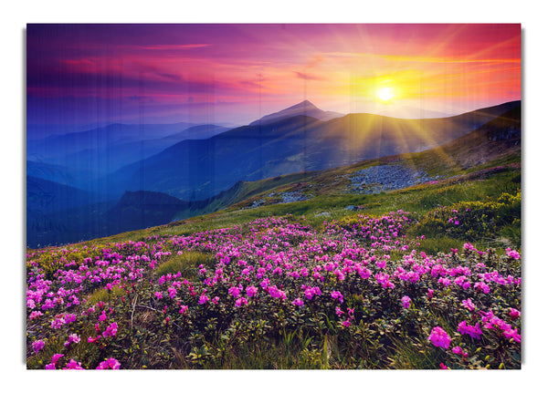 Sonnenstrahlen über dem rosa Blumenberg