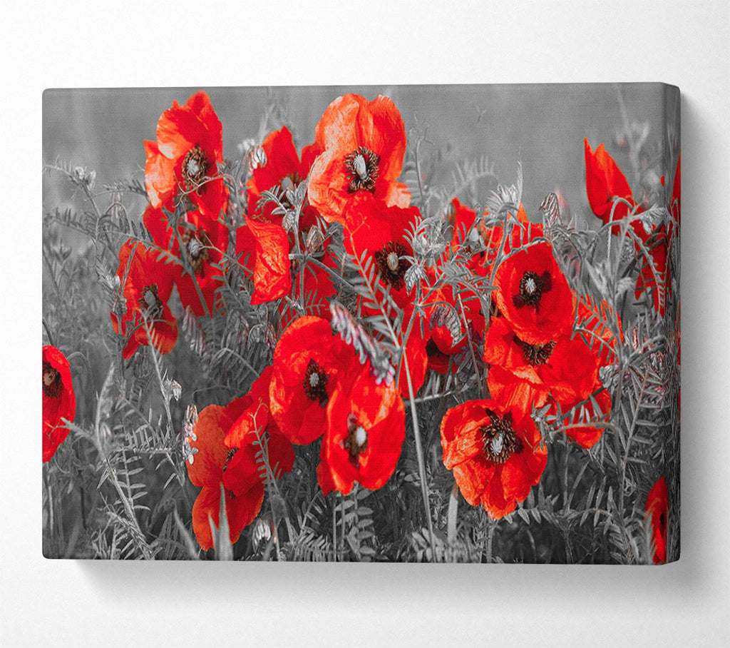 Picture of Red poppy closeup Canvas Print Wall Art