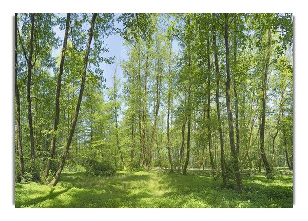 Grönländischer Wald