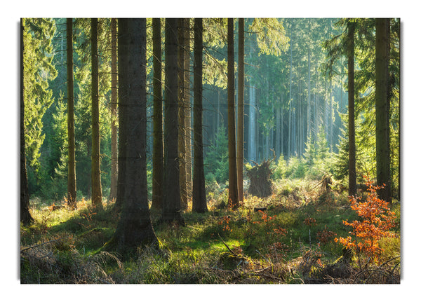 Magischer Waldsonnenuntergang