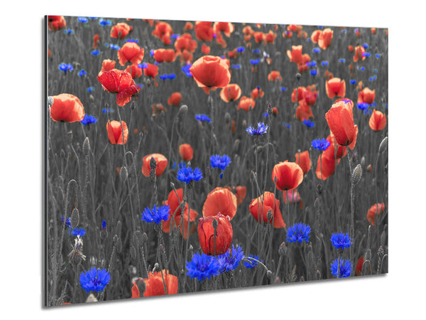 Red poppies blue field