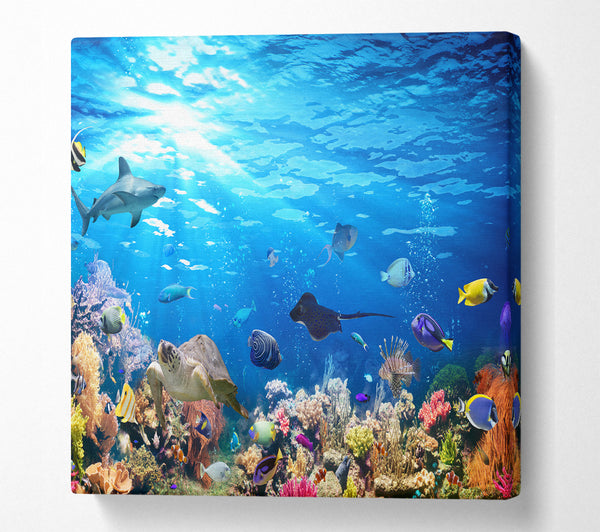 A Square Canvas Print Showing Creatures in the reef Square Wall Art