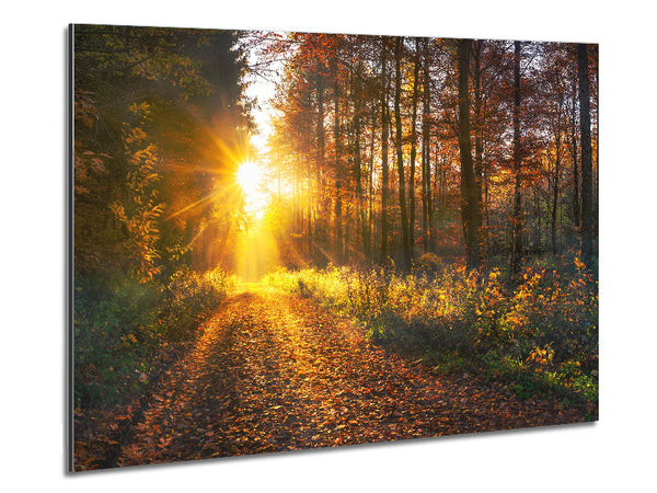 Waldspaziergang im Herbst