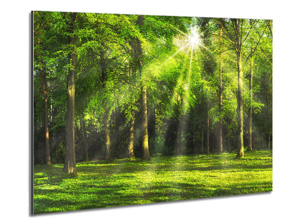 Green Woodland Scene Sunglare Metal Print