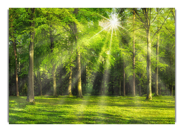 Green Woodland Scene Sunglare