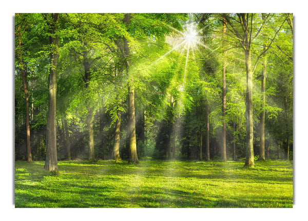 Grüne Waldlandschaft mit Sonnenblendung