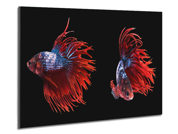 Siamese Fighters Metal Print