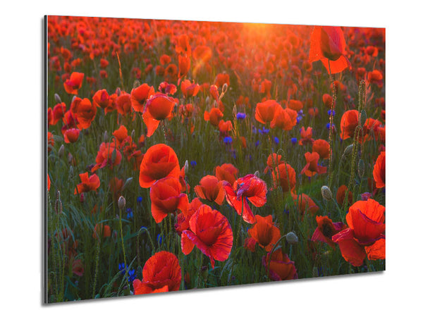 Red Poppies sun ray