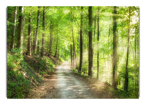 Wanderweg „Green Forest Walkway“