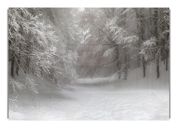 Grauer Schneewald