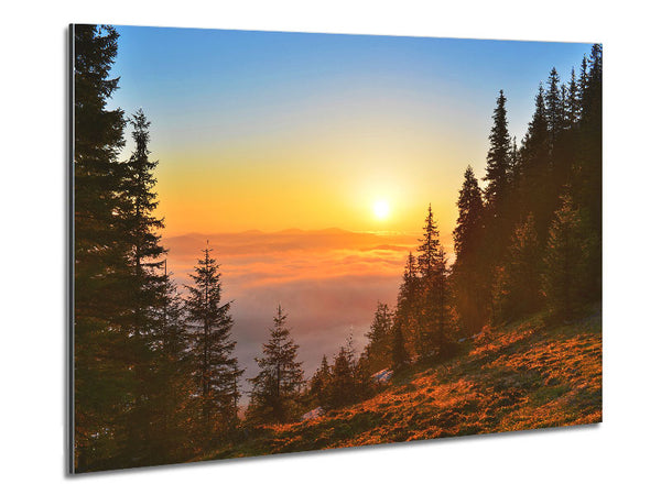 Orange Woodlands in a sunset Metal Print