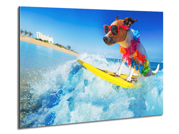 Hund mit Sonnenbrille beim Surfen
