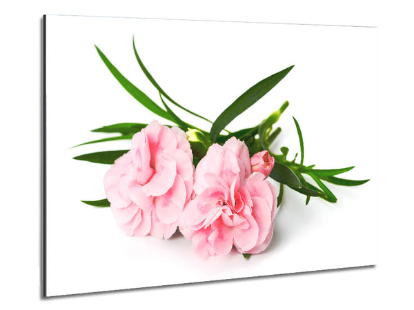 Rosa Blumen ausgelegt