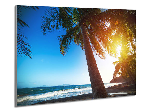 Palme hautnah am Strand