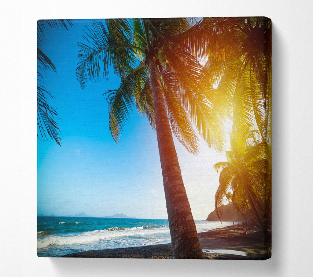 A Square Canvas Print Showing Palm tree close up on beach Square Wall Art