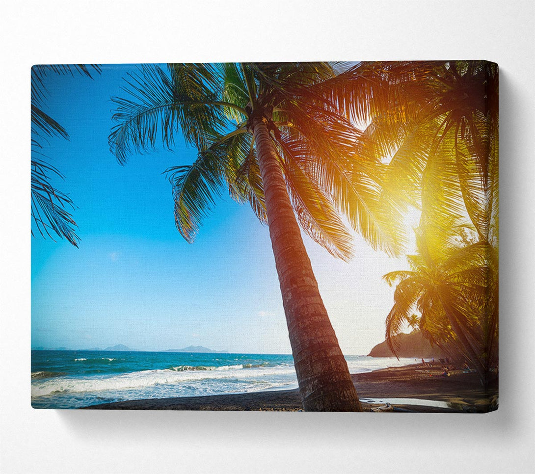 Picture of Palm tree close up on beach Canvas Print Wall Art