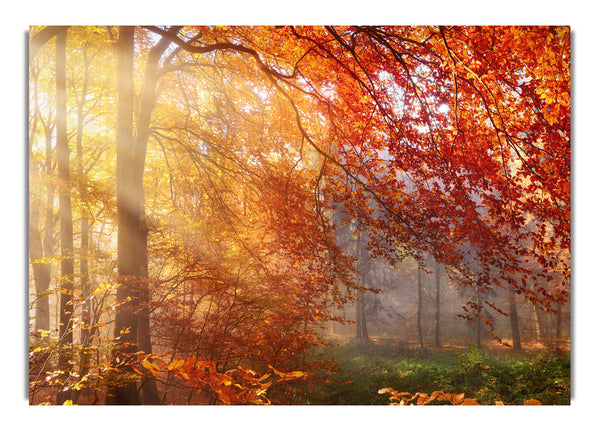 Autumn forest sunrays