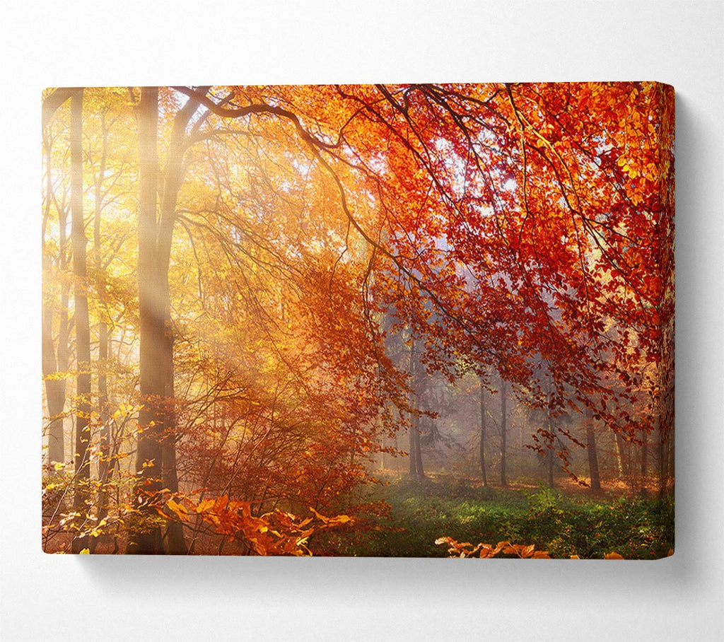 Picture of Autumn forest sunrays Canvas Print Wall Art