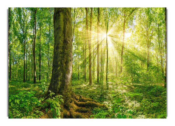Helles Licht im Wald