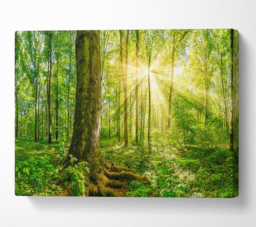 Picture of Bright light flare in the forest Canvas Print Wall Art