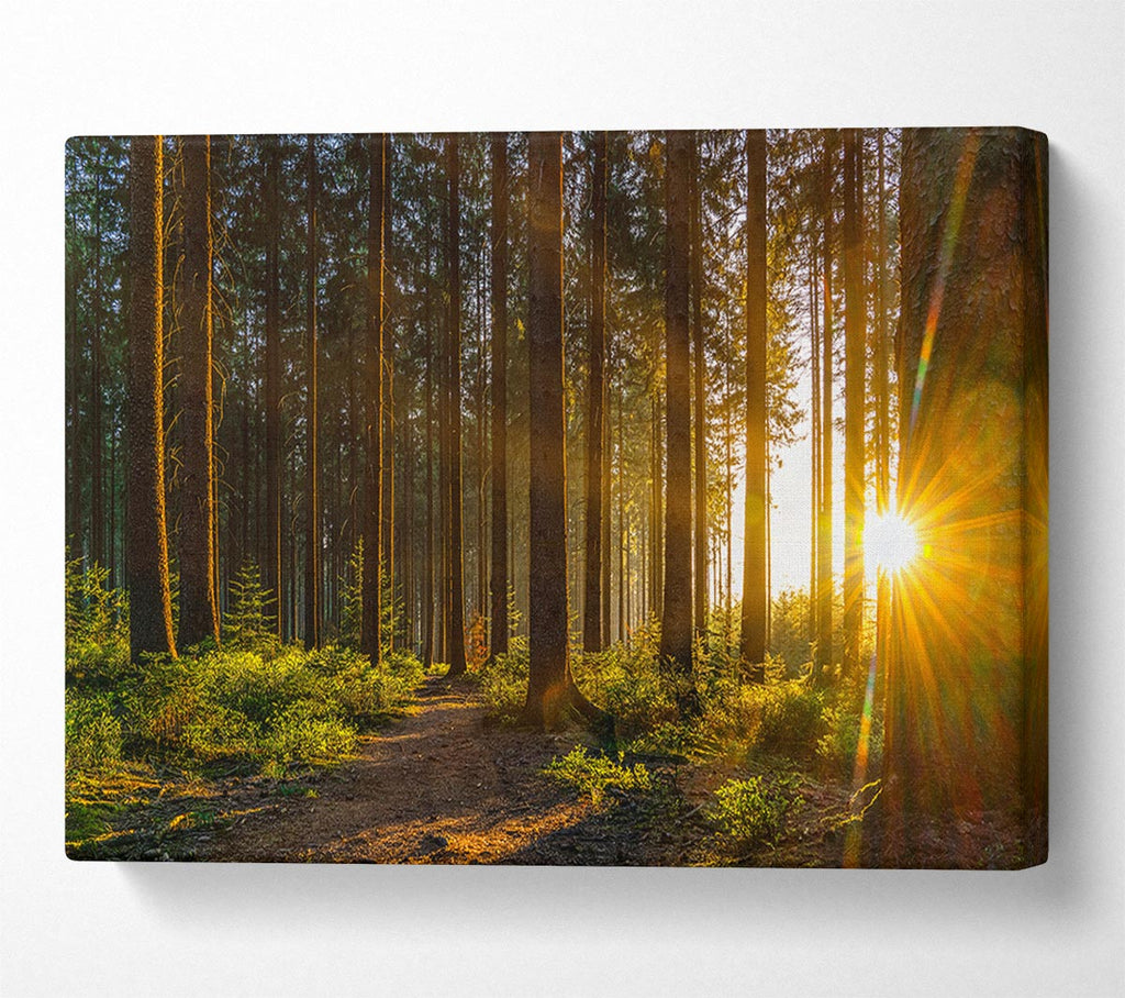Picture of Sunrays forest spectrum Canvas Print Wall Art