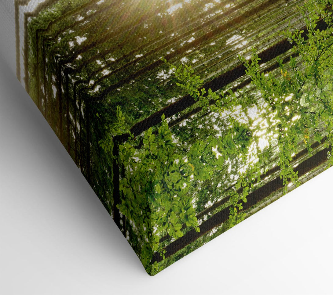  A Canvas Print of Sunshine in the green woodlands Canvas Print