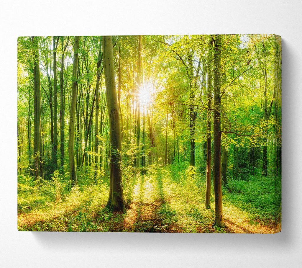 Picture of Green forest beauty Canvas Print Wall Art